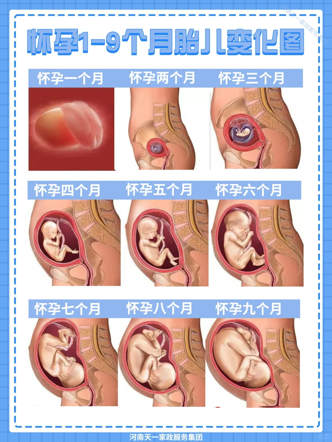 1-9个月胎儿发育周期全解析 准妈妈必读指南
